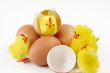 Yellow chicks