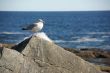 Herring gull, on granite boulder