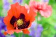 Poppy flower