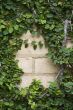 Ivy on bricks