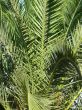Date Palm, Phoenix dactylifera
