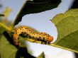 Larva eating green leaf