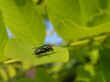 Green fly on leaf