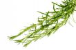 Fresh Tarragon