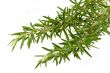 Fresh Rosemary