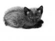 Small kitten