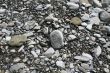 Pebbles on the river bank