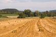 Haystacks. Harvested wheat. Biofood.