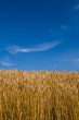 Wheat field and blue skies.