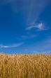 Wheat field