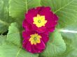 Purple Primrose