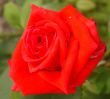 red rose