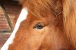 horse head