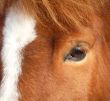 horse head