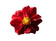 Red Flower