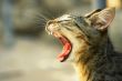 Yawning cat