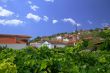 grape vines in Greece