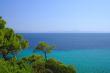 trees and sea