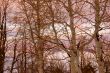 Winter sunset, aspens in snow