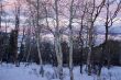 Winter sunset, aspens in snow