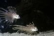 Lionfish pair swimming together