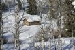 Old western cabin in snow with aspens