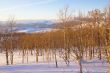 Winter sunset, aspens in snow