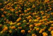 Field of marigolds