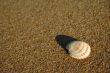 shell on sand