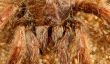Big Bird Spider, Avicularia spec.
