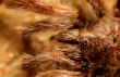 Big Bird Spider, Avicularia spec.