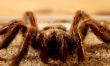 Big Bird Spider, Avicularia spec.
