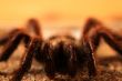 Big Bird Spider, Avicularia spec.