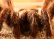 Big Bird Spider, Avicularia spec.