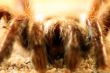 Big Bird Spider, Avicularia spec.