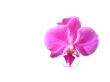 Orchid Flower