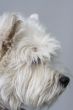 white terrier