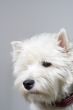 white terrier