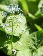 blue garden flowers