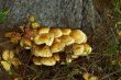 yellow mushrooms