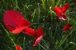 red foliage