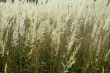 autumn dry grass