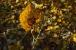 autumn yellow sheet on dry herb