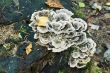 mushroom on old wooden stump