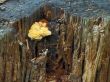 yellow mushroom on old wood