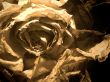 dry roses background