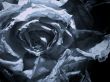 dry roses background