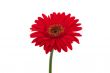 Gerbera Daisy