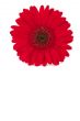 Gerbera Daisy