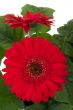 Gerbera Daisy